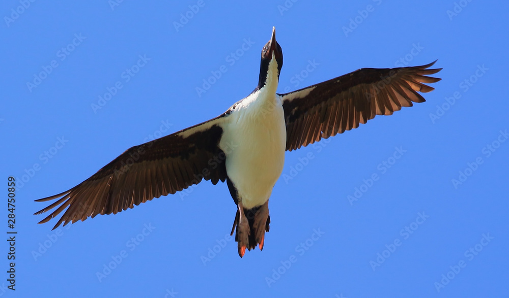 Obraz premium Stewart Island Shag Endemic to New Zealand