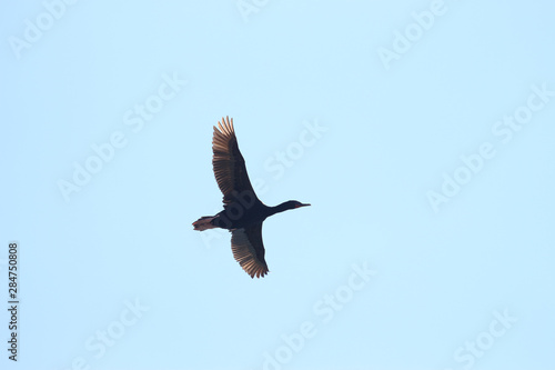 Stewart Island Shag Endemic to New Zealand