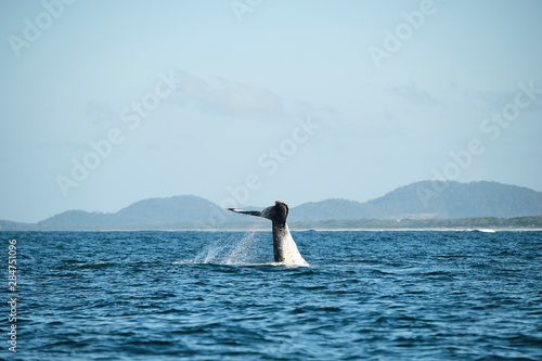 Large humpback whale splashing and slapping tail during whale season Australia