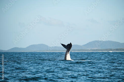 Large humpback whale splashing and slapping tail during whale season Australia