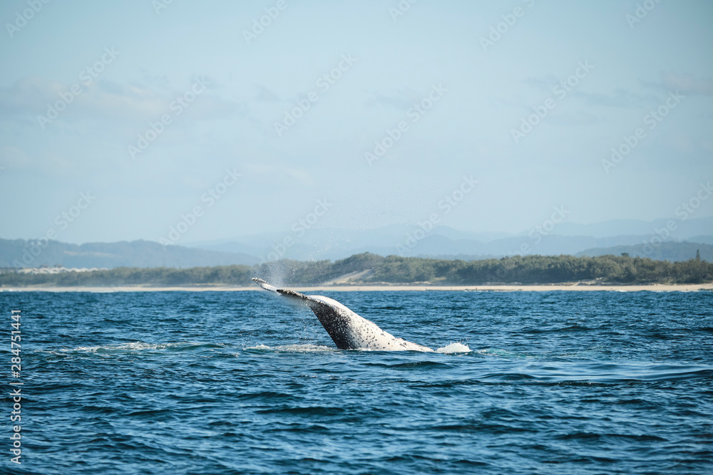 Fototapeta premium Large humpback whale splashing and slapping tail during whale season Australia