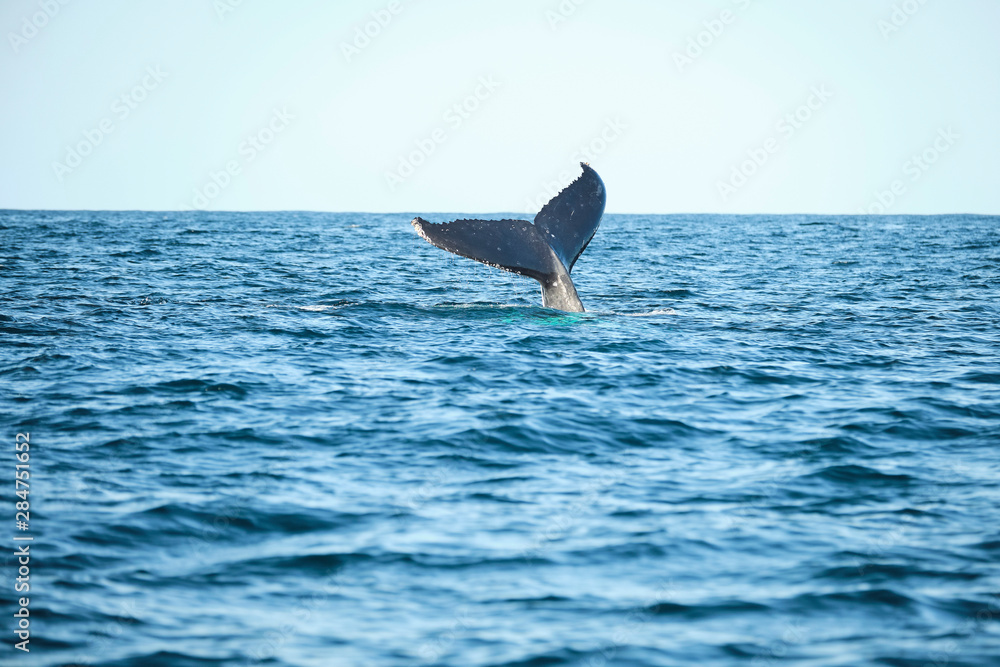 Large humpback whale splashing and slapping tail during whale season