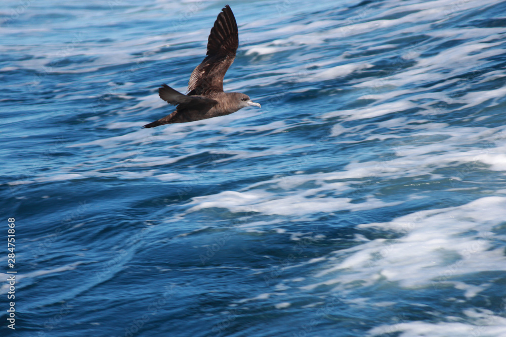 Naklejka premium Wedge Tailed Shearwater in Australasia