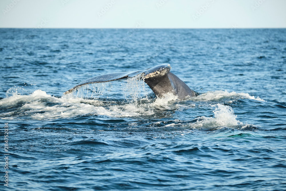 Large humpback whale splashing and slapping tail during whale season