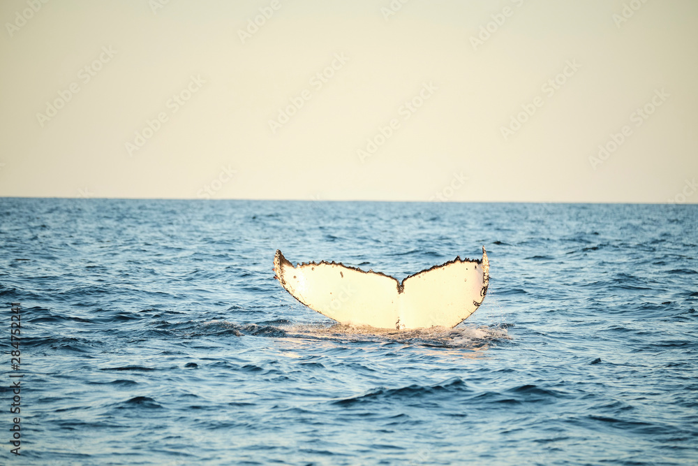 Large humpback whale splashing and slapping tail during whale season