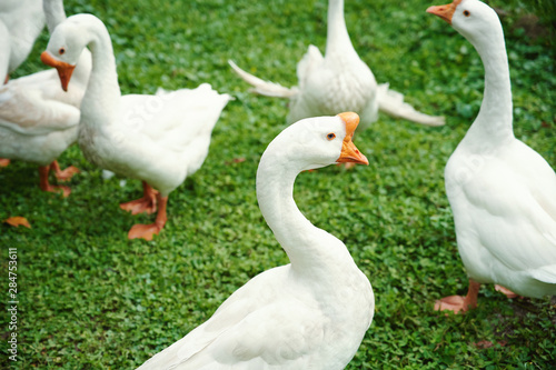 Group of white geese