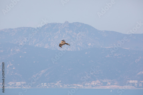 Rapace en vol en Corse du Sud