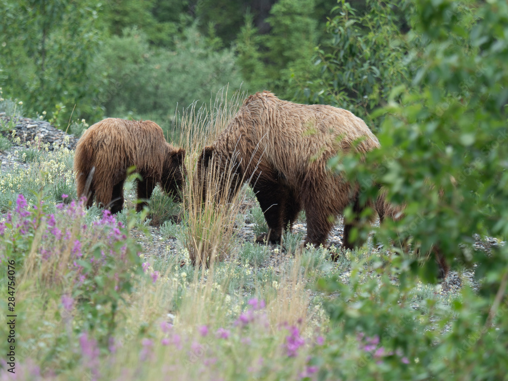 Fototapeta premium Bears