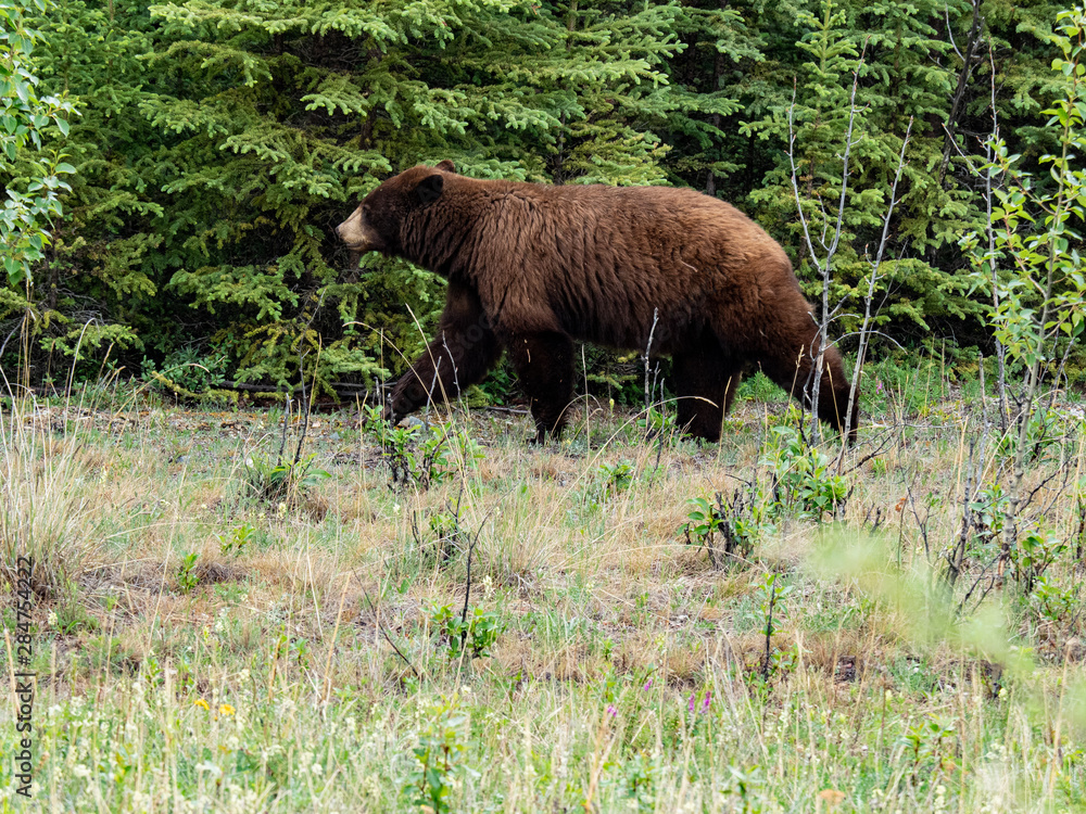 Bears Bears