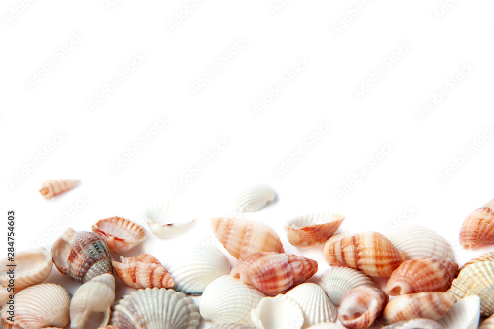 Beautiful small sea shells isolated on white background with copy space. Vacation concept.