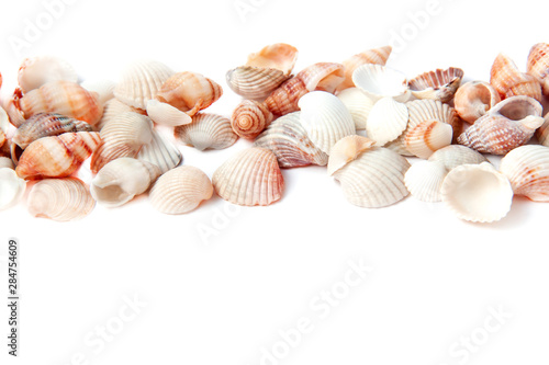 Beautiful sea shells isolated on white background with copy space. Vacation concept