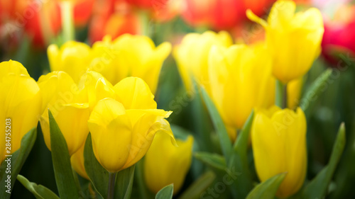 Colorful yellow tulip flower in nature garden