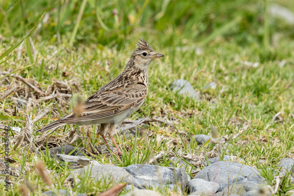 Skylark in Australasia Skylark in Australasia