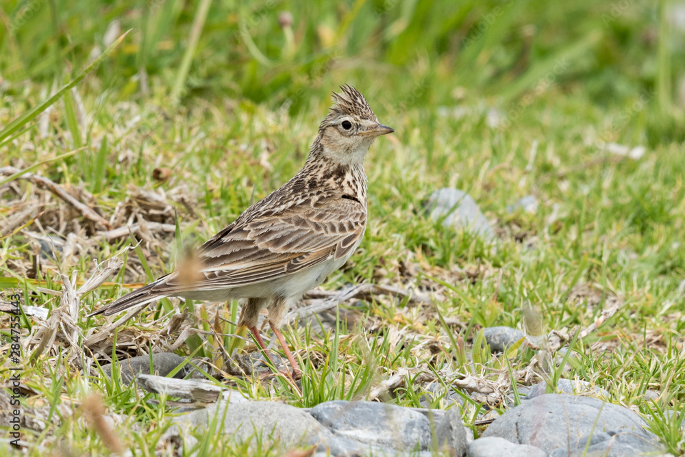 Skylark in Australasia Skylark in Australasia