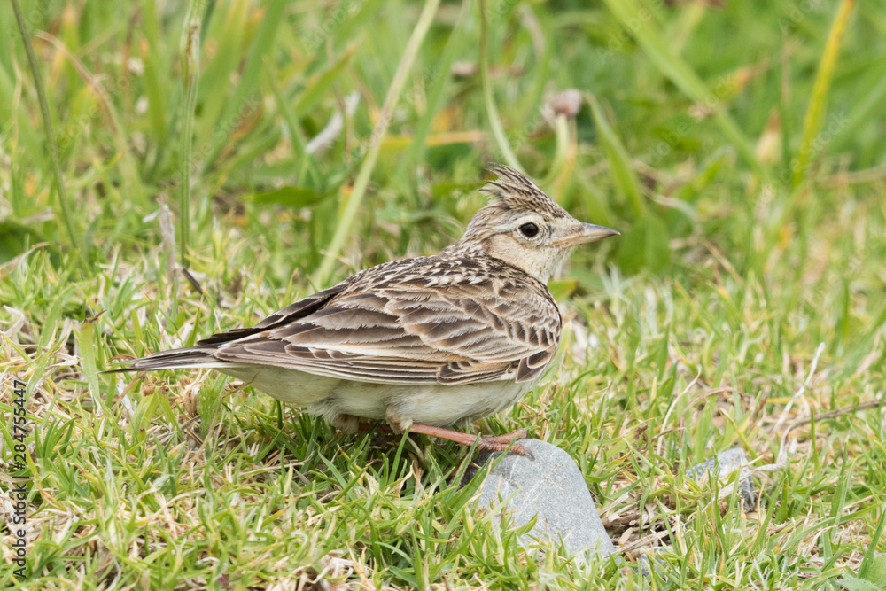 Skylark in Australasia Skylark in Australasia