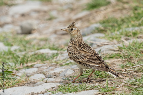 Skylark in Australasia