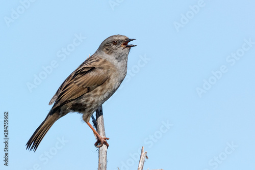 Dunnock Hedge Sparrow