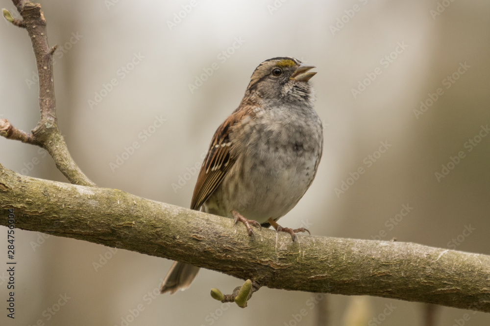 Obraz premium White Throated Sparrow in USA