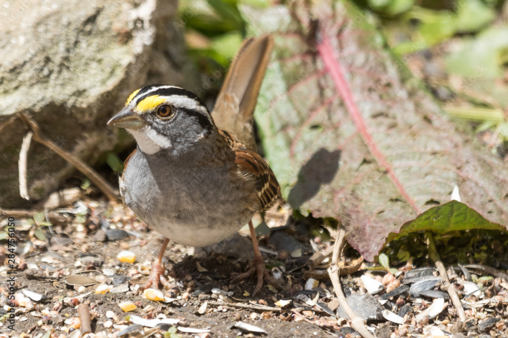 White Throated Sparrow in USA White Throated Sparrow in USA