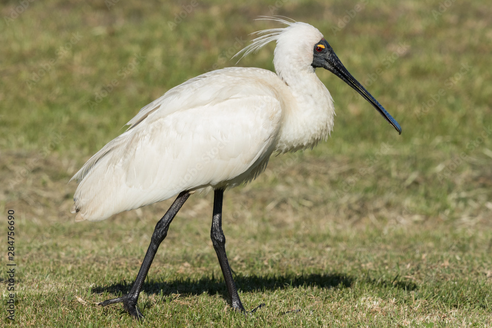 Fototapeta premium Royal Spoonbill in Australasia
