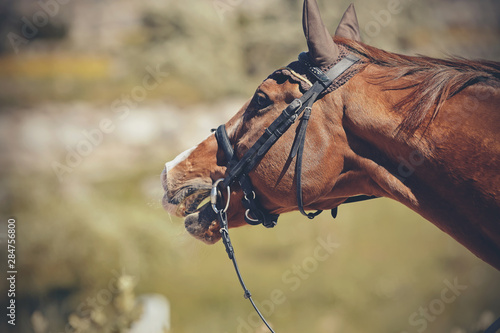 Fotografija The muzzle is sports red stallion in the bridle. Dressage horse.