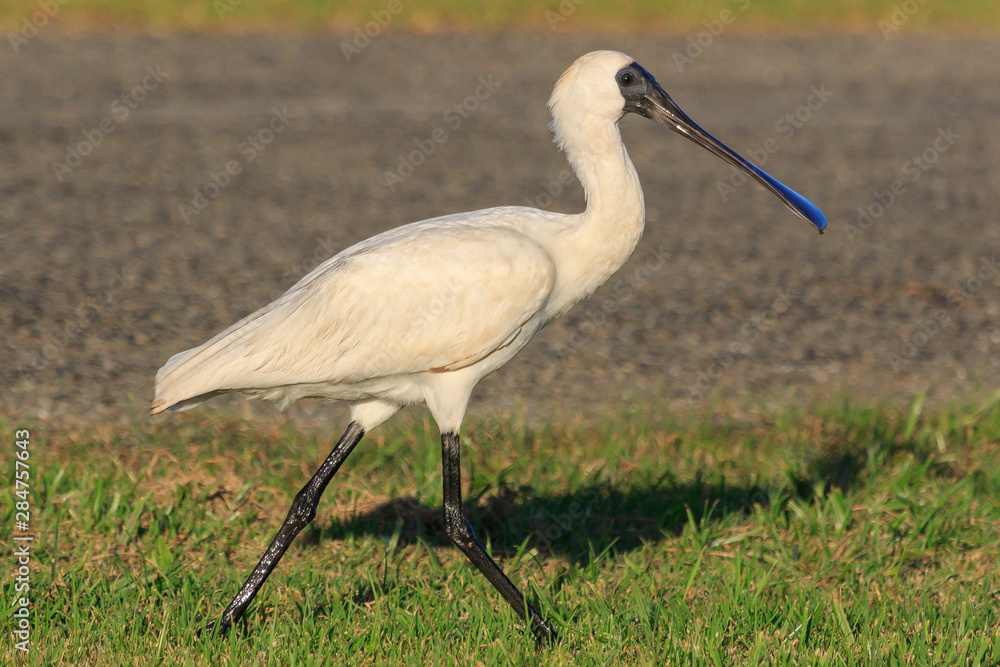 Fototapeta premium Royal Spoonbill in Australasia