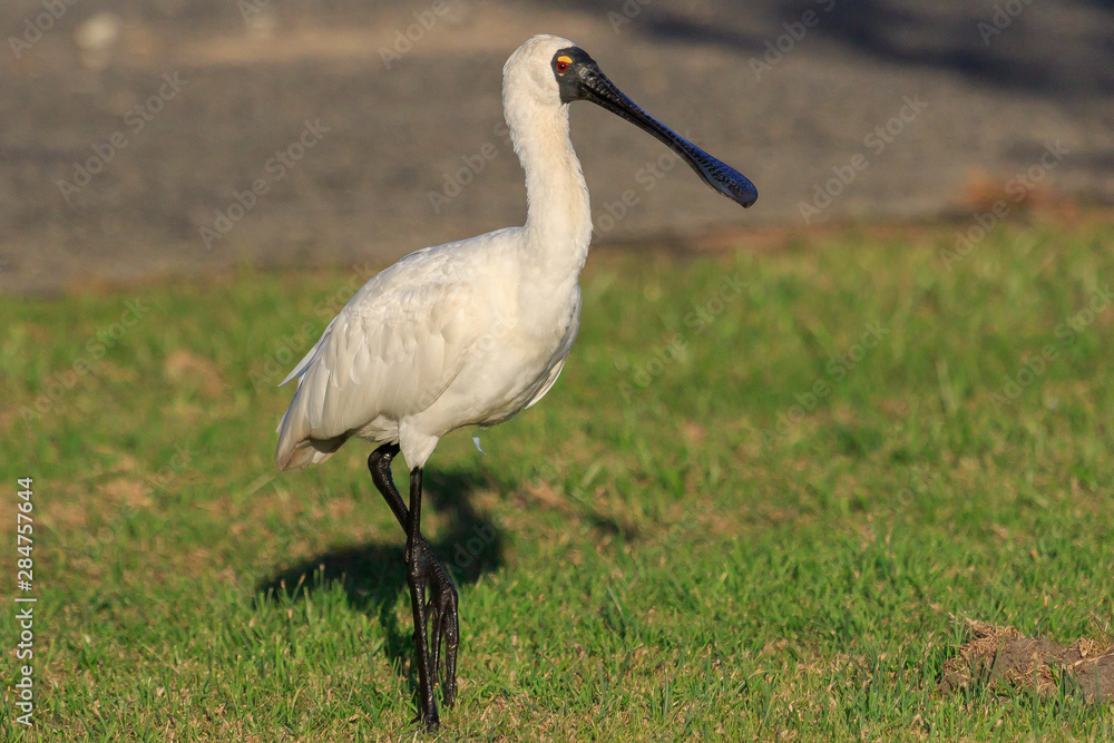 Fototapeta premium Royal Spoonbill in Australasia