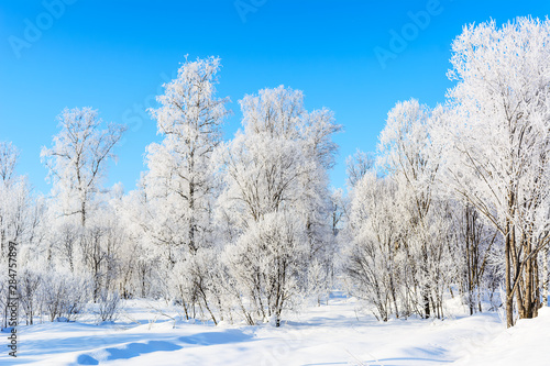 Winter white frozen trees landscape © TasiPas