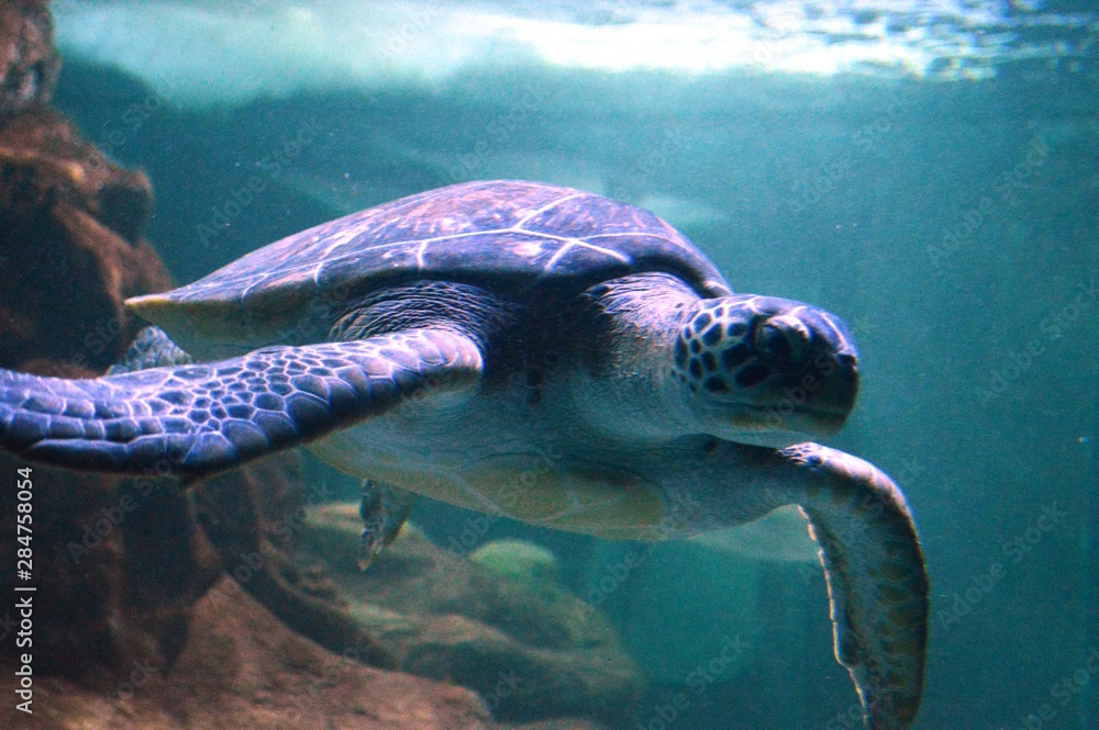 Fototapeta premium sea turtle and diver