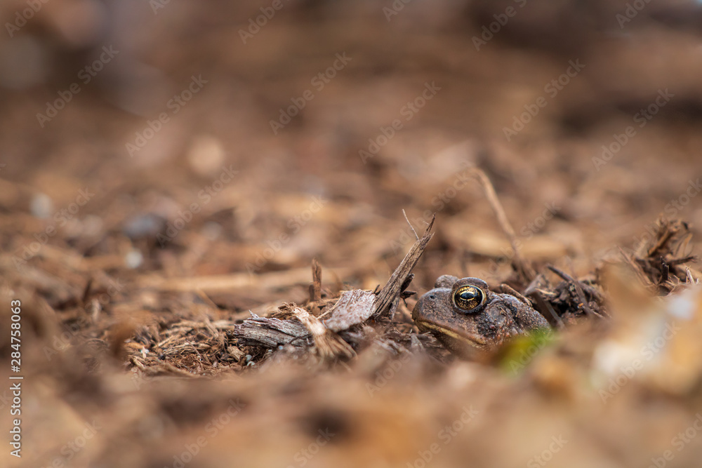 Toad hiding in mulch Toad hiding in mulch