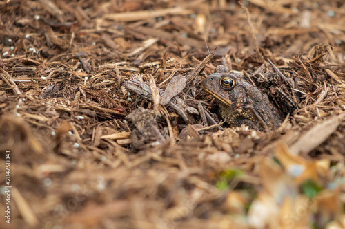 Toad peeking out of hole