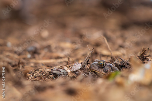 Toad hiding in mulch