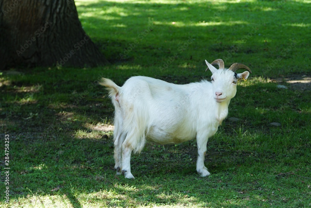 Obraz premium ヤギ
