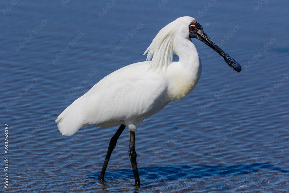 Royal Spoonbill in Australasia Royal Spoonbill in Australasia