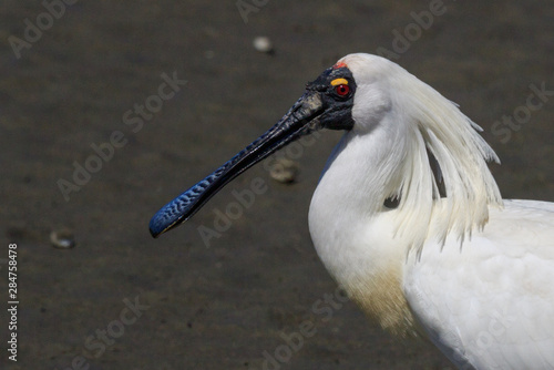 Royal Spoonbill in Australasia