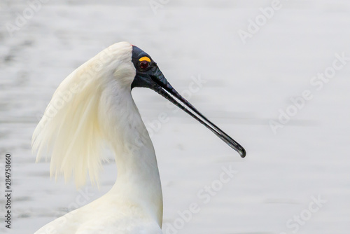 Royal Spoonbill in Australasia