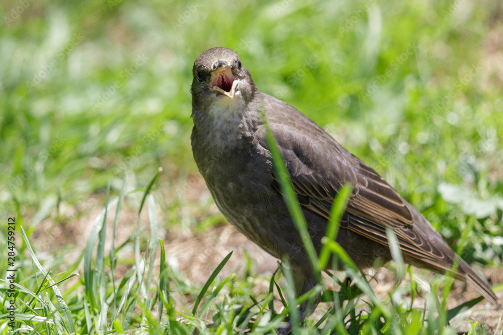 Obraz premium European Starling in Australasia