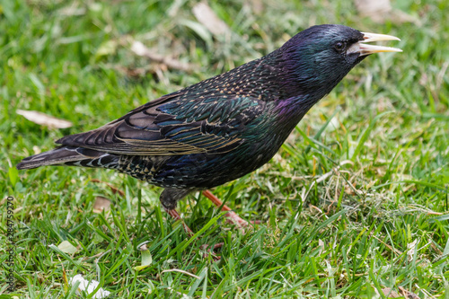 European Starling in Australasia