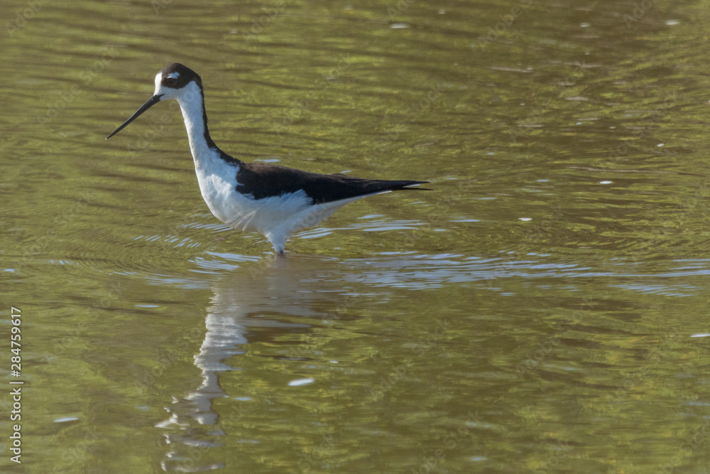 Obraz premium Black Necked Stilt in Texas USA