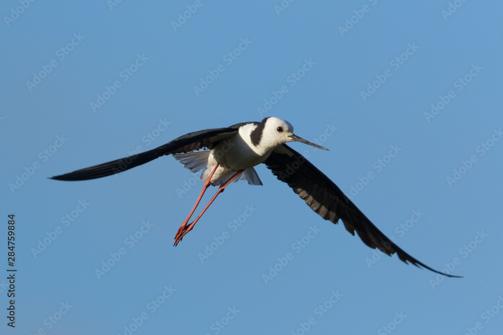 Obraz premium Pied Stilt in Australasia