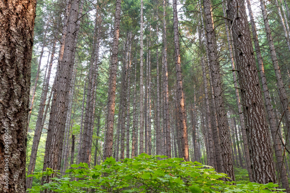Fototapeta premium trees in the forest