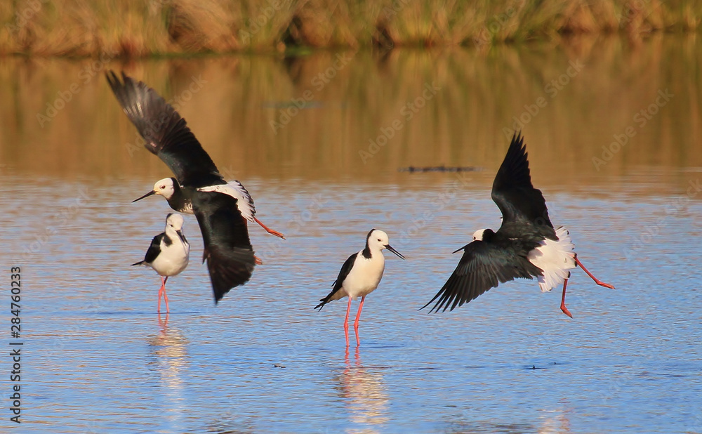 Fototapeta premium Pied Stilt in Australasia