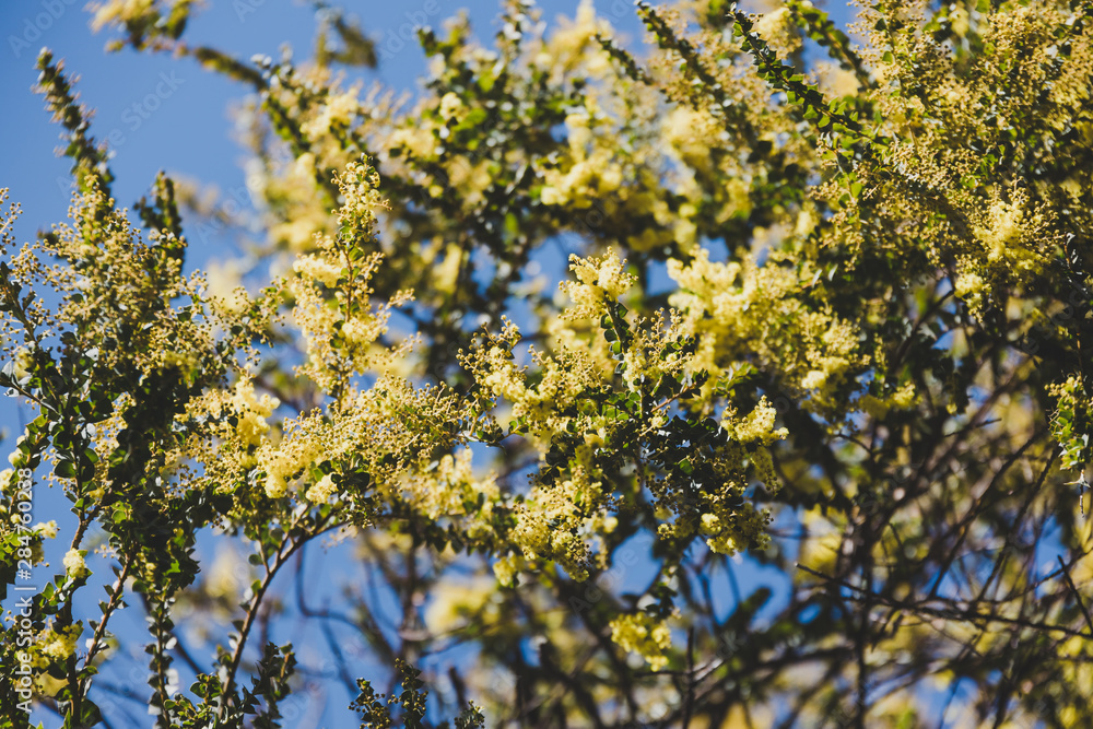 native Australian wattle tree about to bloom native Australian wattle tree about to bloom