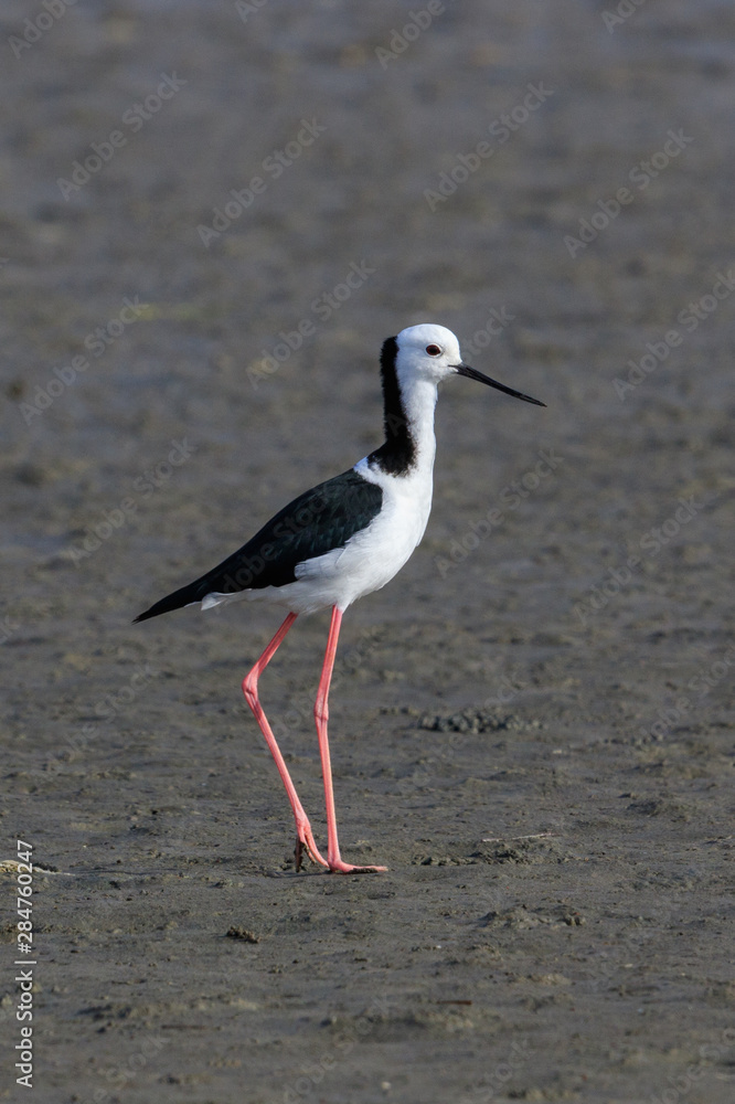 Pied Stilt in Australasia Pied Stilt in Australasia