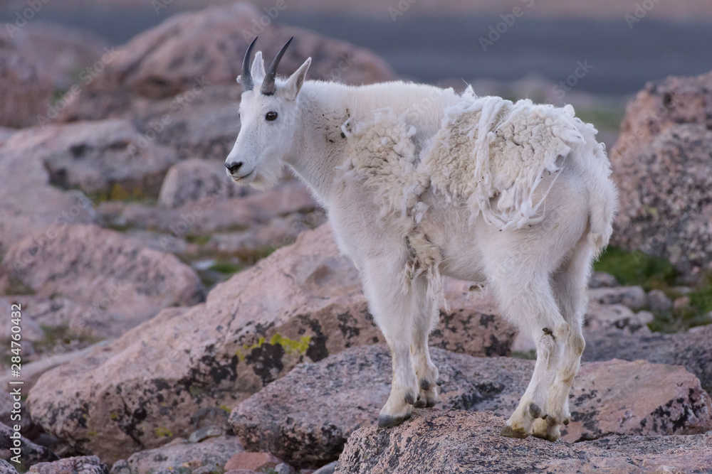 Wild Mountain Goats of the Colorado Rocky Mountains