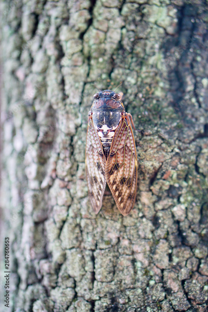 アブラゼミ Large Brown Cicada, Graptopsaltria nigrofuscata アブラゼミ Large Brown Cicada, Graptopsaltria nigrofuscata