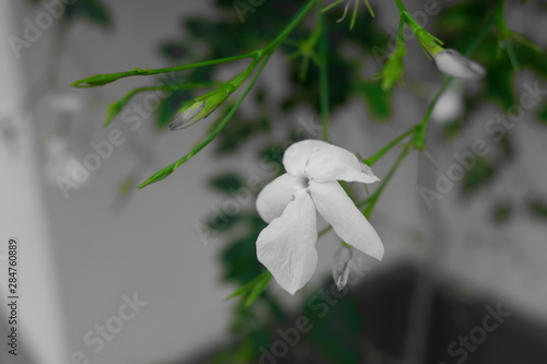 White flowers