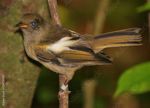 Stitchbird Endemic Honeyeater of New Zealand