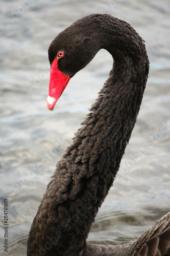 Black Swan