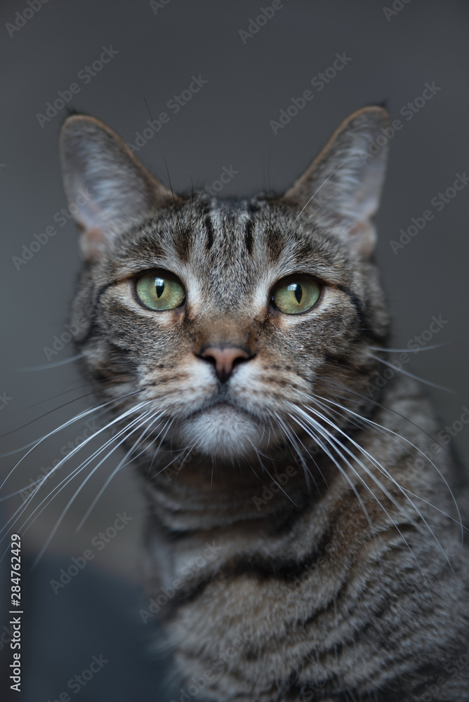 Portrait of a cat 